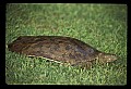 10801-00027-Turtles and Tortoises, Eastern Spiny Softshell Turtle.jpg