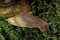 1-6-07-00002 snail.jpg