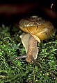 1-6-07-00178 snail.jpg