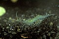 1-6-07-00222 freshwater shrimp.jpg