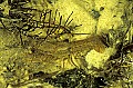 1-6-07-00422 crayfish, crawdad.jpg