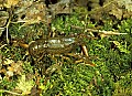 1-6-07-00423 crayfish, crawdad.jpg