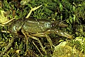 1-6-07-00424 crayfish, crawdad.jpg