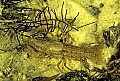 1-6-07-00425 crayfish, crawdad.jpg