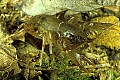 1-6-07-00426 crayfish, crawdad.jpg