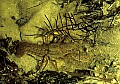 1-6-07-00428 crayfish, crawdad.jpg