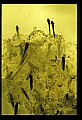 1-6-07-00536Tadpoles.jpg