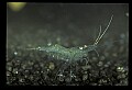 10899-00002-Amphibians.jpg