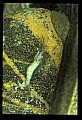 10899-00003-Amphibians.jpg