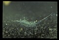 10899-00004-Amphibians.jpg