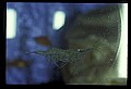 10899-00006-Amphibians.jpg