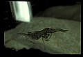 10899-00007-Amphibians.jpg