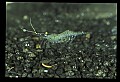10899-00008-Amphibians.jpg