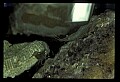 10899-00009-Amphibians.jpg