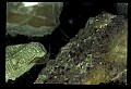 10899-00010-Amphibians.jpg