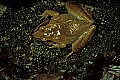 1-6-07-00348 frog.jpg