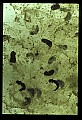 10899-00012-Amphibians.jpg