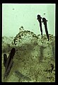 10899-00015-Amphibians.jpg
