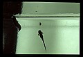 10899-00016-Amphibians.jpg