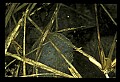 10899-00018-Amphibians.jpg
