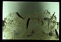 10899-00021-Amphibians.jpg