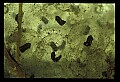 10899-00022-Amphibians.jpg