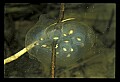 10899-00023-Amphibians.jpg