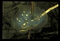 10899-00024-Amphibians.jpg