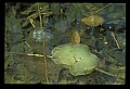 10899-00025-Amphibians.jpg
