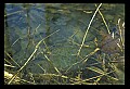 10899-00026-Amphibians.jpg