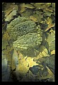10899-00028-Amphibians.jpg