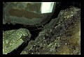 10899-00030-Amphibians.jpg