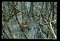 10899-00031-Amphibians.jpg