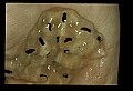 10899-00032-Amphibians.jpg
