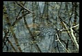 10899-00033-Amphibians.jpg