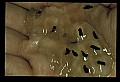 10899-00034-Amphibians.jpg
