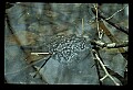 10899-00036-Amphibians.jpg