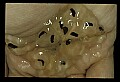 10899-00038-Amphibians.jpg