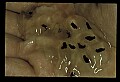 10899-00039-Amphibians.jpg