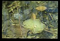 10899-00041-Amphibians.jpg