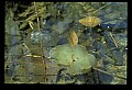 10899-00042-Amphibians.jpg