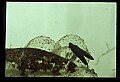 10899-00043-Amphibians.jpg