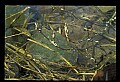 10899-00044-Amphibians.jpg