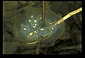 10899-00045-Amphibians.jpg