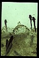 10899-00046-Amphibians.jpg