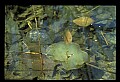 10899-00047-Amphibians.jpg