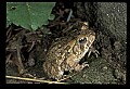 10899-00050-Amphibians-American Toad.jpg