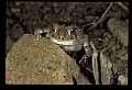 10899-00053-Amphibians-American Toad.jpg