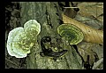 10899-00063-Amphibians-Red Spotted Newt.jpg