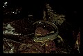 10899-00064-Amphibians-Red Spotted Newt.jpg